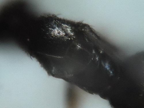 Melittobia sp.
